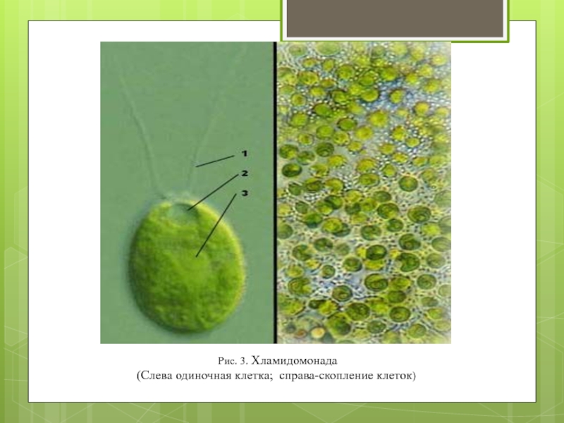 Известно что хламидомонада одноклеточная фотосинтезирующая зеленая водоросль. Одноклеточная водоросль хламидомонада. Одноклеточная водоросль хлорелла. Xlamidonada xlorella. Хламидомонада и хлорелла.
