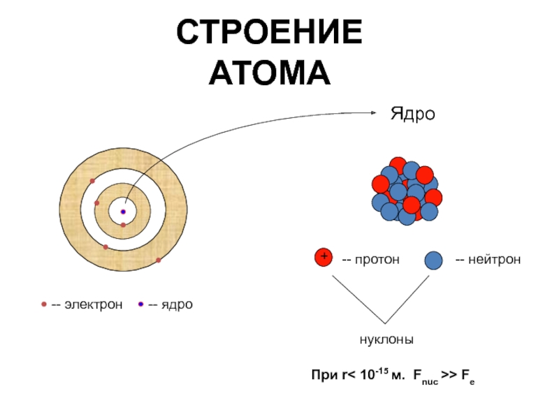 Атомное ядро. Строение атома. Строение атома нуклоны. Строение нуклона. Нуклоны — ядерные частицы.