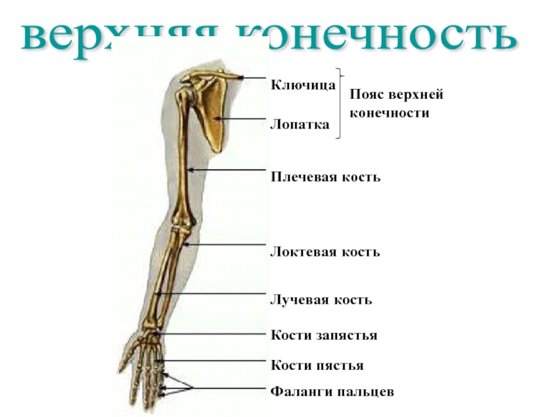 Отделы скелета руки