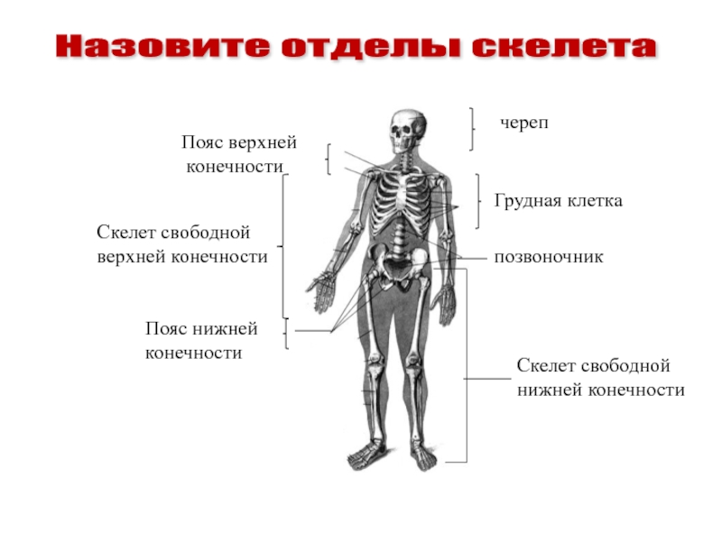 Какой отдел скелета есть. Отделы и основные кости скелета. Различают 2 отдела скелета. Строение скелета человека отделы скелета. Отделы скелета верхней конечности.