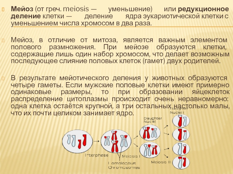 Редукционное деление. Редукционное деление ядер. Уменьшение числа хромосом в два раза, редукция. Мейотическое деление ядра. Мейоз или редукционное деление клетки.