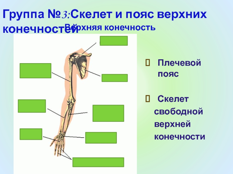 Скелет свободной верхней