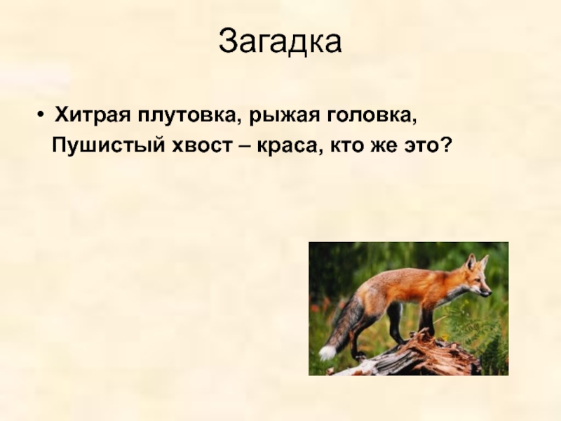 У высокий рост у пушистый хвост. Загадки о млекопитающих животных. Загадки про млекопитающих. Хитрая плутовка рыжая головка. Загадки про млекопитающих с ответами.
