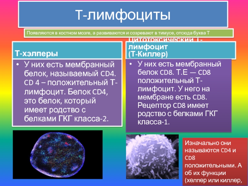 Отсутствие лимфоцитов. Т лимфоциты. B-лимфоциты. Лимфоциты киллеры. Cd8 т лимфоциты.