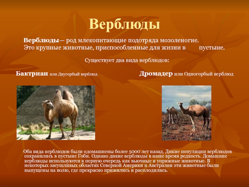 Виды Верблюдов Названия И Фото