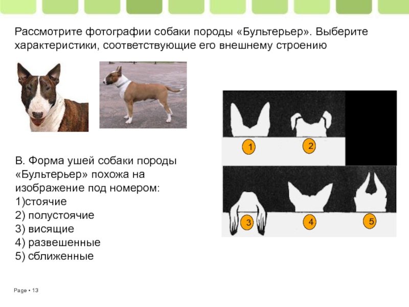 Выберите характеристики соответствующие внешнему строению кошки по следующему плану окрас шерсти