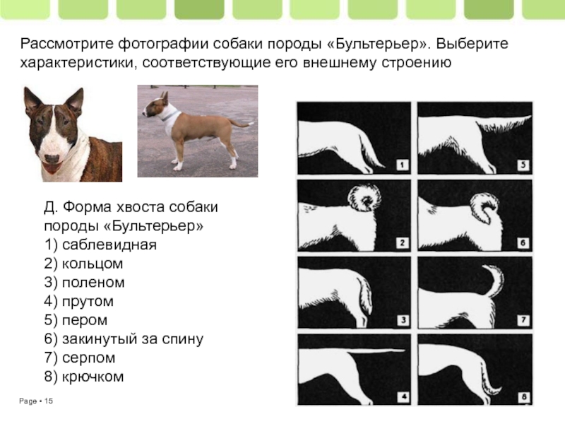Рассмотрите фотографию рыжей собаки выберите характеристики соответствующие внешнему
