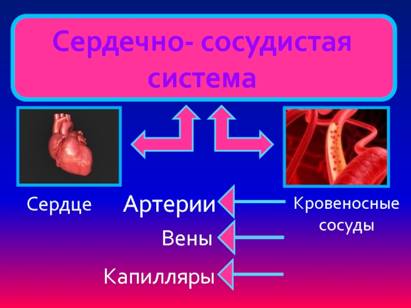 Проводящая система сердца. Проводящая система сердца схема. Молекула железа, эритроцит, кровеносная система. Схема строения стенки артерий вен капилляров. Кровеносная система сердце вены артерии капилляры