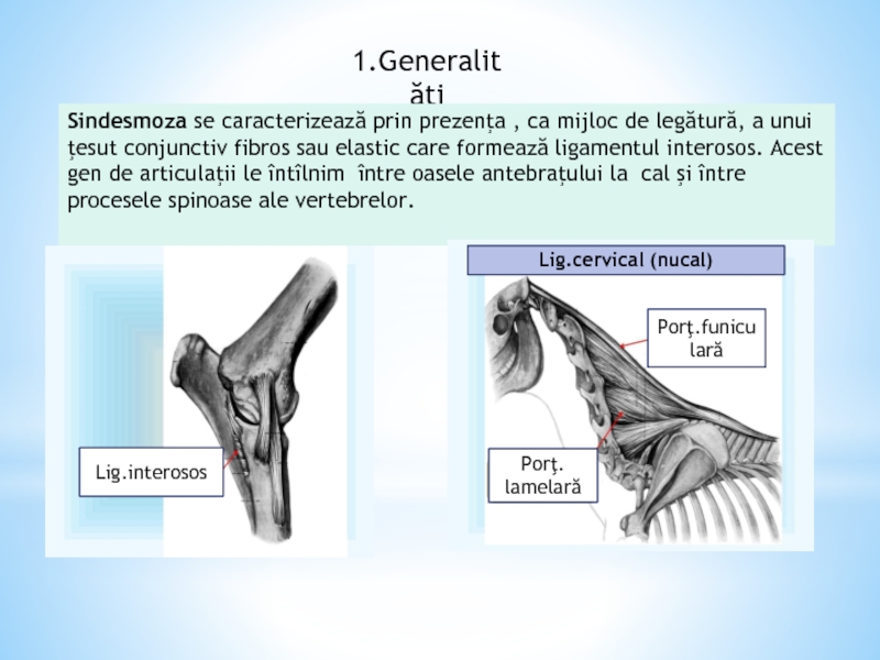 articulatiile vertebrelor sunt articulatii mobile)