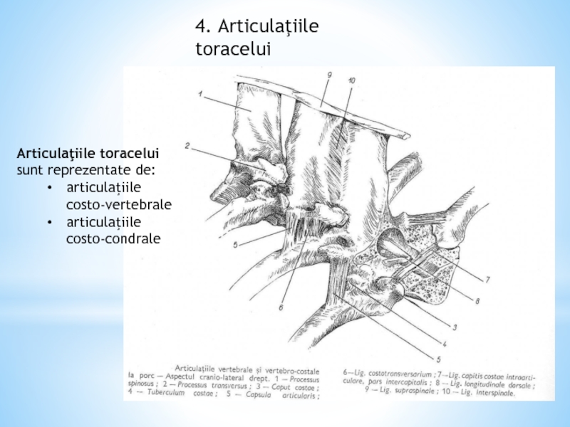 articulatiile vertebrelor sunt articulatii mobile tratament articular în pattaya
