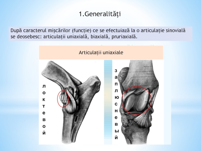 articulatii uniaxiale