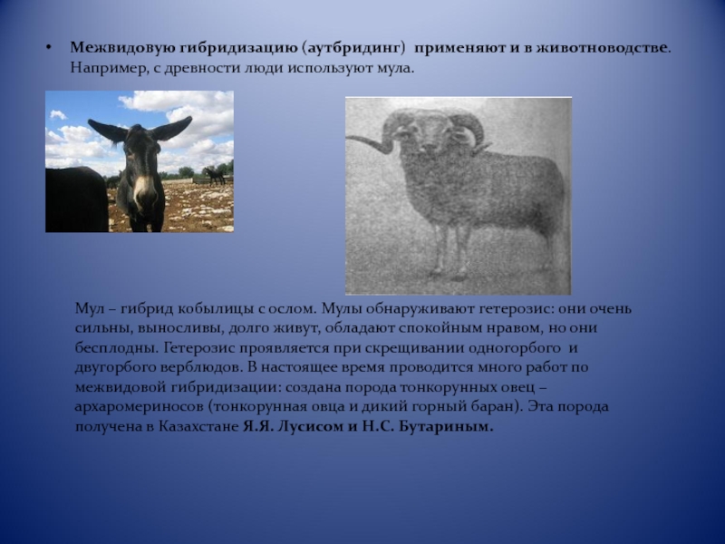 Межвидовую гибридизацию (аутбридинг) применяют и в животноводстве. Например, с древности люди используют