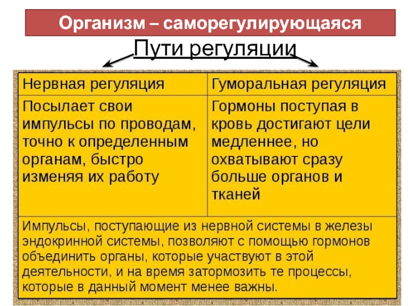 Организм как единая саморазвивающаяся и саморегулирующаяся система. Организм саморегулирующаяся система. Организм как саморегулирующаяся система. Организм человека как саморегулирующаяся система кратко. Организм как открытая саморегулирующаяся система.