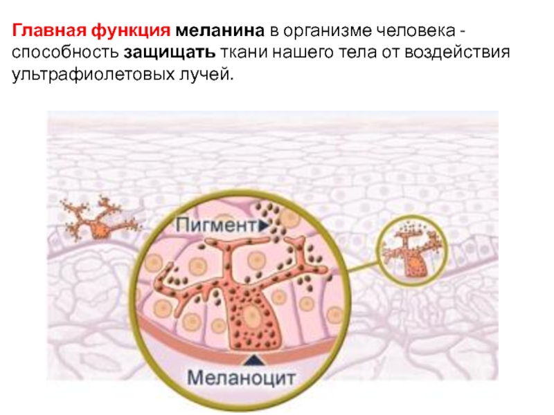 В каком слое кожи синтезируется пигмент меланин. Строение эпидермиса меланоциты. Пигментные клетки меланоциты. Строение кожи меланин пигмент. Клетки меланоциты в коже.