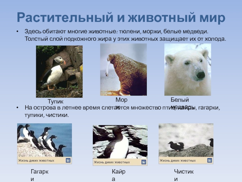В какой природной зоне встречается медведь. Животные полярного пояса. Животные холодного пояса. Животный мир арктического пояса. Животные обитающие в холодном поясе.