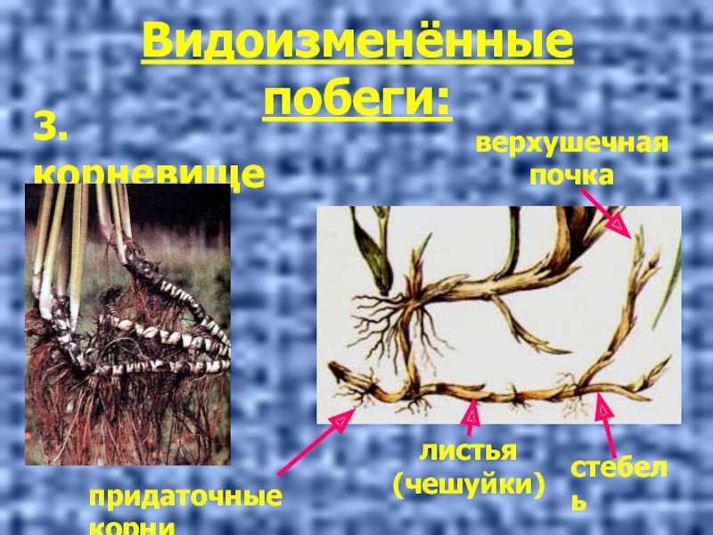 Наличие каких органов у корневища свидетельствует. Корень и корневище. Придаточные почки на корнях. Почки на корневище. Строение корневища.