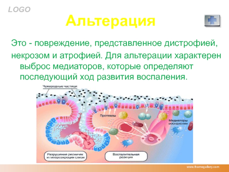 Воспалении 5. Альтерация воспаление. Альтерация это в патологии. Альтерация это в патологии определение. Альтерация патология воспаление.