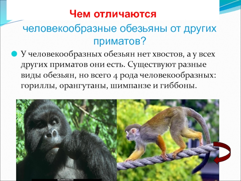 Человек относится к классу приматов. Человекообразные обезьяны. Человекообразные обезьяны виды. Человекоподобные обезьяны виды. Человекообразных человекообразные обезьяны.