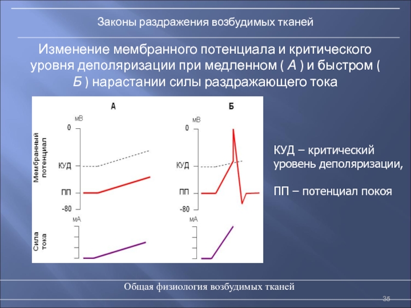 Физиология возбудимых тканей презентация