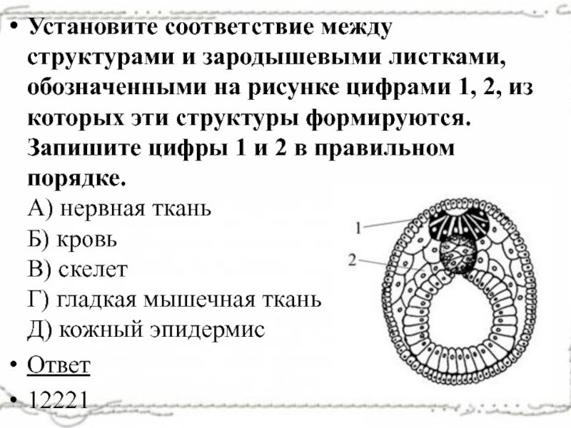 Установите соответствие между структурами и зародышевыми листками обозначенными на рисунке 1 2 из