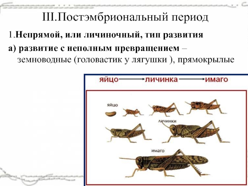 Аллигатор тип развития прямое или непрямое