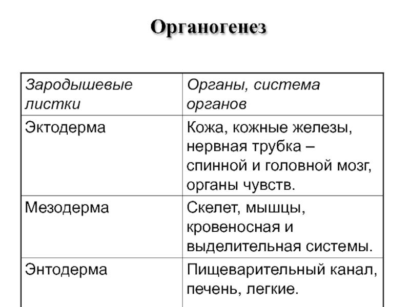 Гистогенез и органогенез рисунок