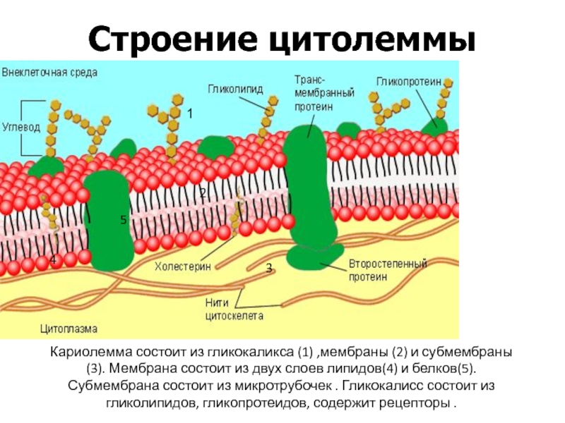 Эукариотическая клетка плазматическая мембрана. Строение плазмолеммы клетки. Строение и функции цитолеммы. Клеточная оболочка цитолемма строение и функции. Плазмолемма строение и функции.