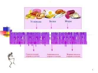 Обмен веществ и превращение энергии - основа жизнедеятельности клетки