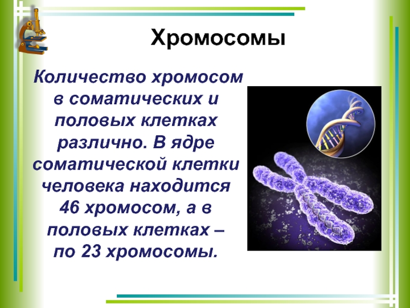 Сколько хромосом содержится в оплодотворенной клетке. Хромосома. Хромосомы человека. Хромосомы человека в половой клетке. Сколько хромосом у человека.