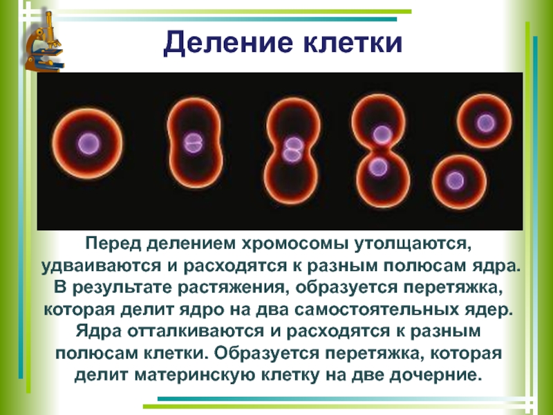 Жизнь клетки до ее деления. Деление клетки. Схема деления клетки человека. Деление ядра клетки. Процесс деления клетки.