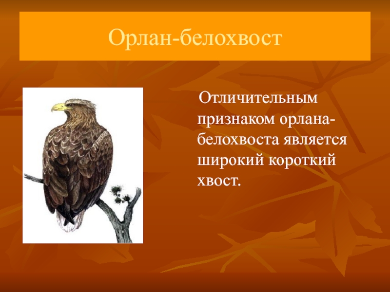 Архангельская красная книга. Птицы Архангельской области занесенные в красную книгу. Животные которые занесены в красную книгу Архангельской области. Красная книга Архангельской области птицы. 