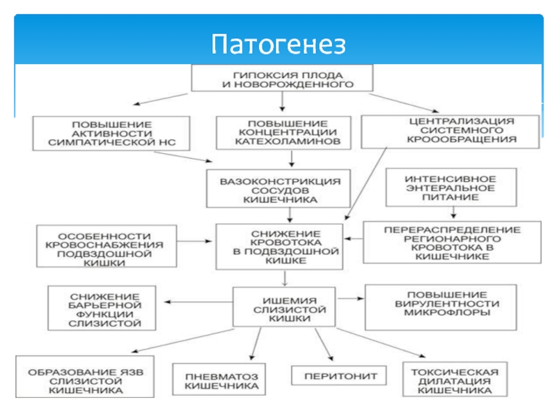 Нэк у новорожденных презентация