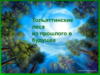 Тольяттинские леса из прошлого в будущее