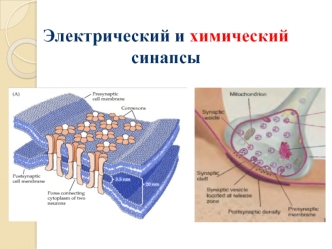 Электрический и химический синапсы