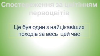 Спостереження за цвітінням первоцвітів