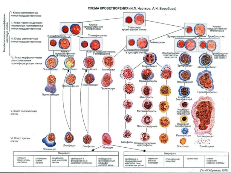 Развитие клеток крови. Лейкоз схема гемопоэза. Гемопоэз современная схема кроветворения. Схема кроветворения (по и.л. Черткову, а.и. Воробьеву). Схема кроветворения по Черткову и Воробьеву таблица.