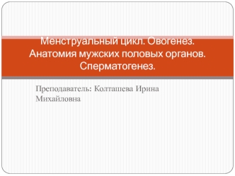 Менструальный цикл. Овогенез. Анатомия мужских половых органов. Сперматогенез