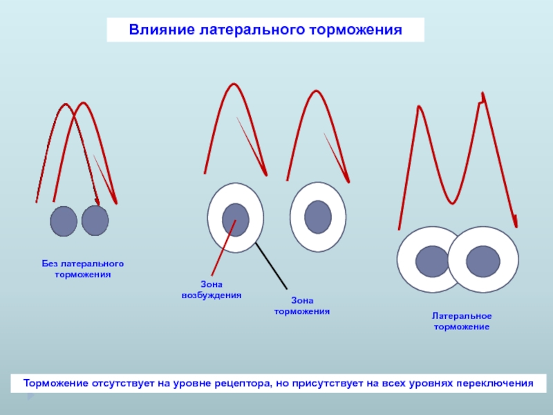 Латеральное торможение. Уровни переключения возбуждения. Иллюзии литерального торможения. Проприорецепция.