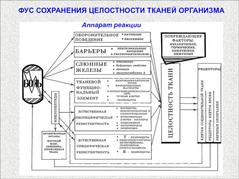 Фус по анохину схема