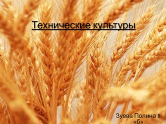 Технические культуры