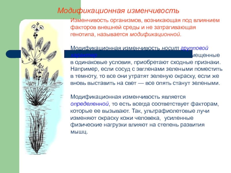 Модификационная изменчивость презентация пименов