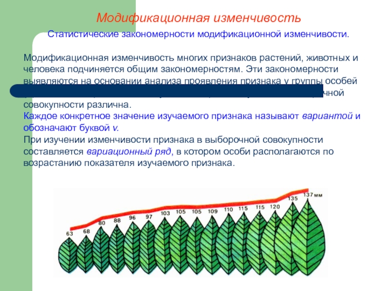 Факторы изменчивости. Обратимость модификационной изменчивости. Ненаследственная или модификационная изменчивость.норма реакции. Для модификационной изменчивости характерно. Модификационная (фенотипическая) изменчивость.