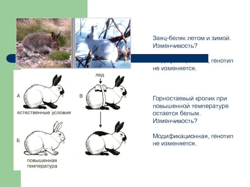 На рисунке изображены горностаевые кролики. Гималайский кролик модификационная изменчивость. Модификационная изменчивость это изменчивость. Заяц Беляк модификационная изменчивость. Заяц Беляк летом и зимой изменчивость.