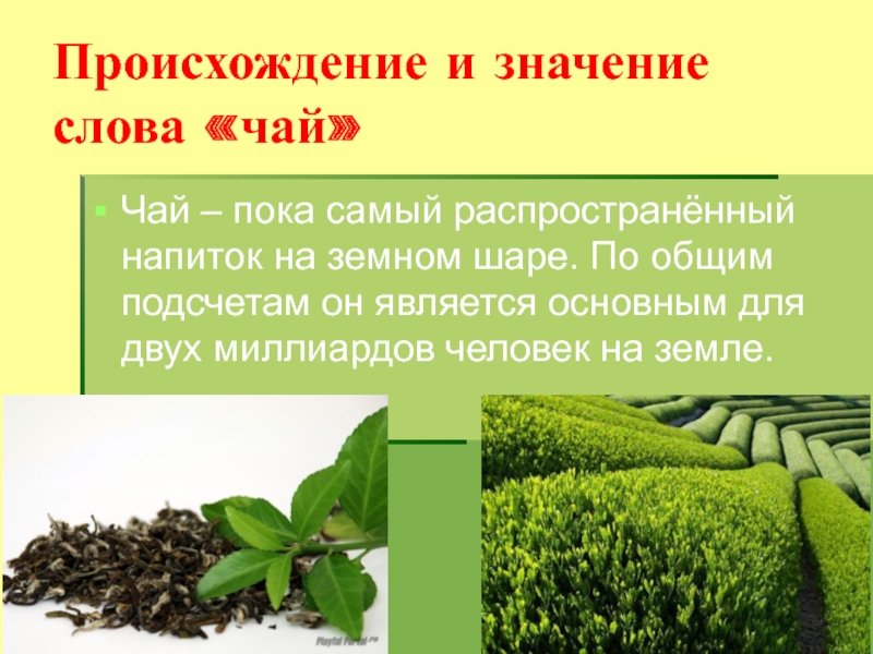Зеленый чай текст