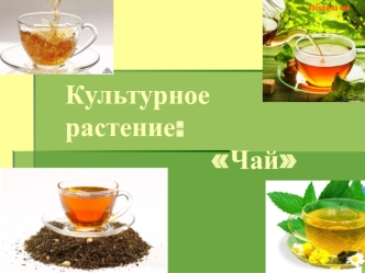 Культурное          растение:                Чай