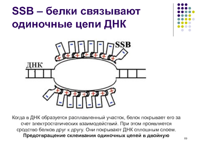 Ssb белок. ССБ белок. SSB белки. SSB белок в репликации. ССБ белки функции.