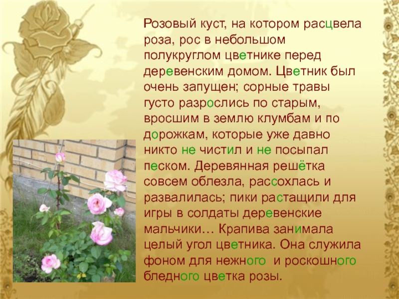 Впр русский язык 6 класс розовый куст. Розовый куст рос в небольшом полукруглом цветнике.