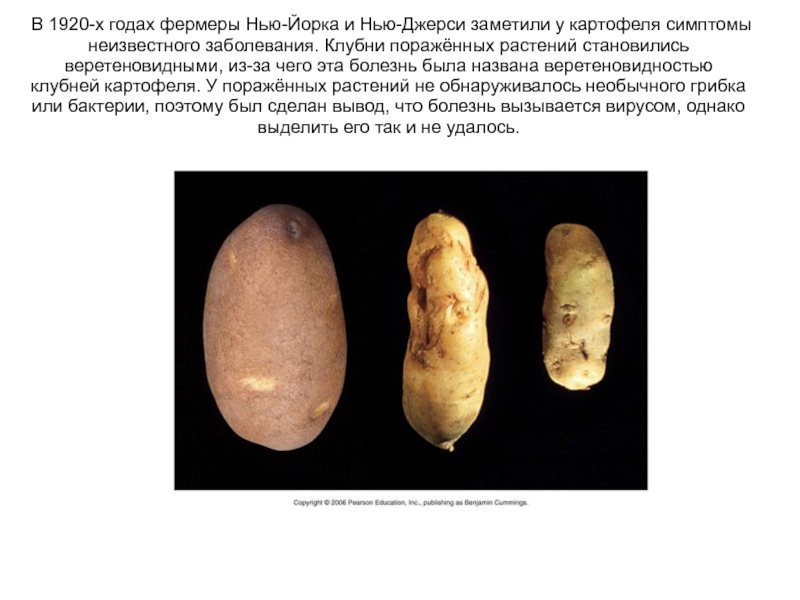 В 1920-х годах фермеры Нью-Йорка и Нью-Джерси заметили у картофеля симптомы