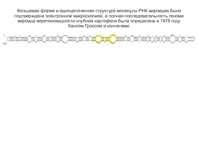 Кольцевая форма и одноцепочечная структура молекулы РНК вироидов была подтверждена электронной