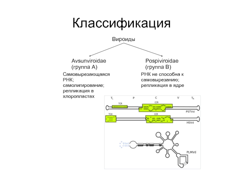 КлассификацияВироидыAvsunviroidae (группа А)Pospiviroidae (группа B)Самовырезающаяся РНК; самолигирование; репликация в хлоропластахРНК не